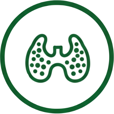 Щитовидна жлеза, Хашимото